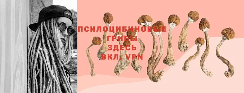 Псилоцибиновые грибы Psilocybine cubensis  Беломорск 